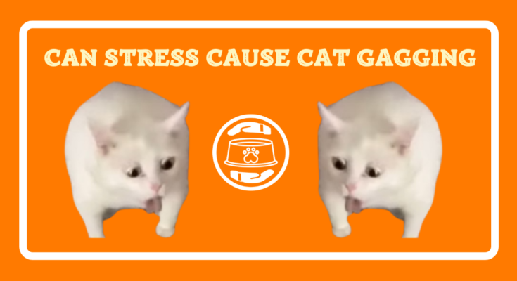Can Stress Cause Cat Gagging
