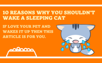 10 Reasons Why You Shouldn't Wake a Sleeping Cat