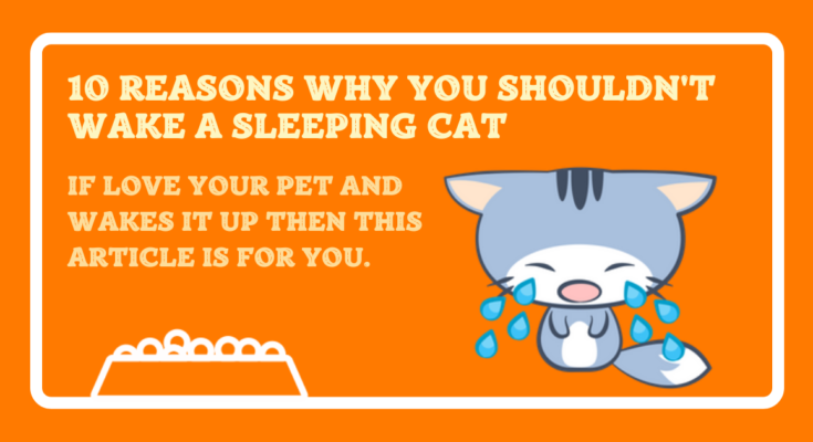 10 Reasons Why You Shouldn't Wake a Sleeping Cat